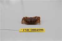 藏品(萬歲大眼蟹)的圖片